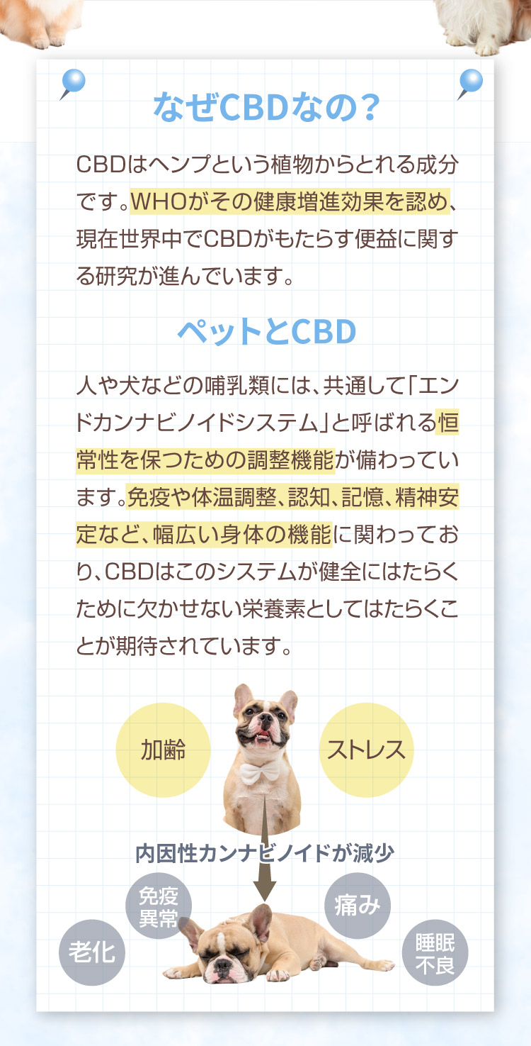 なぜCBDなの M&Ns(エムアンドエヌズ）CBD ペット用 オイル 犬用 100mg CBDオイル ペットグッズ ペットフード ドッグフード アイソレート 犬 猫 動物 カンナビジオール リラックス ストレス 健康 ペット用品 国内製造 国産 介護用品 介護 夜泣き 老犬 ケア 関節 車酔い てんかん 健康 分離不安 シニア犬 関節　mctオイル お試し