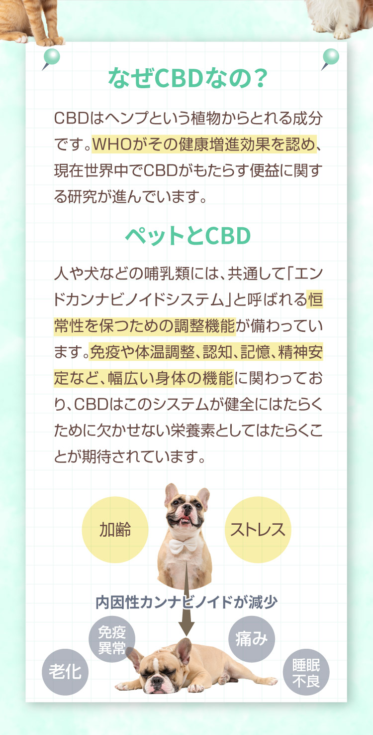 なぜCBDなの M&Ns(エムアンドエヌズ）CBD ペット用 オイル 犬用 100mg CBDオイル ペットグッズ ペットフード ドッグフード アイソレート 犬 猫 動物 カンナビジオール リラックス ストレス 健康 ペット用品 国内製造 国産 介護用品 介護 夜泣き 老犬 ケア 関節 車酔い てんかん 健康 分離不安 シニア犬 関節　mctオイル お試し