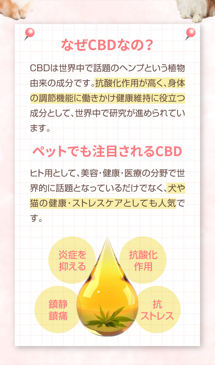 なぜCBDなの M&Ns(エムアンドエヌズ）CBD ペット用 オイル 犬用 100mg CBDオイル ペットグッズ ペットフード ドッグフード アイソレート 犬 猫 動物 カンナビジオール リラックス ストレス 健康 ペット用品 国内製造 国産 介護用品 介護 夜泣き 老犬 ケア 関節 車酔い てんかん 健康 分離不安 シニア犬 関節　mctオイル お試し