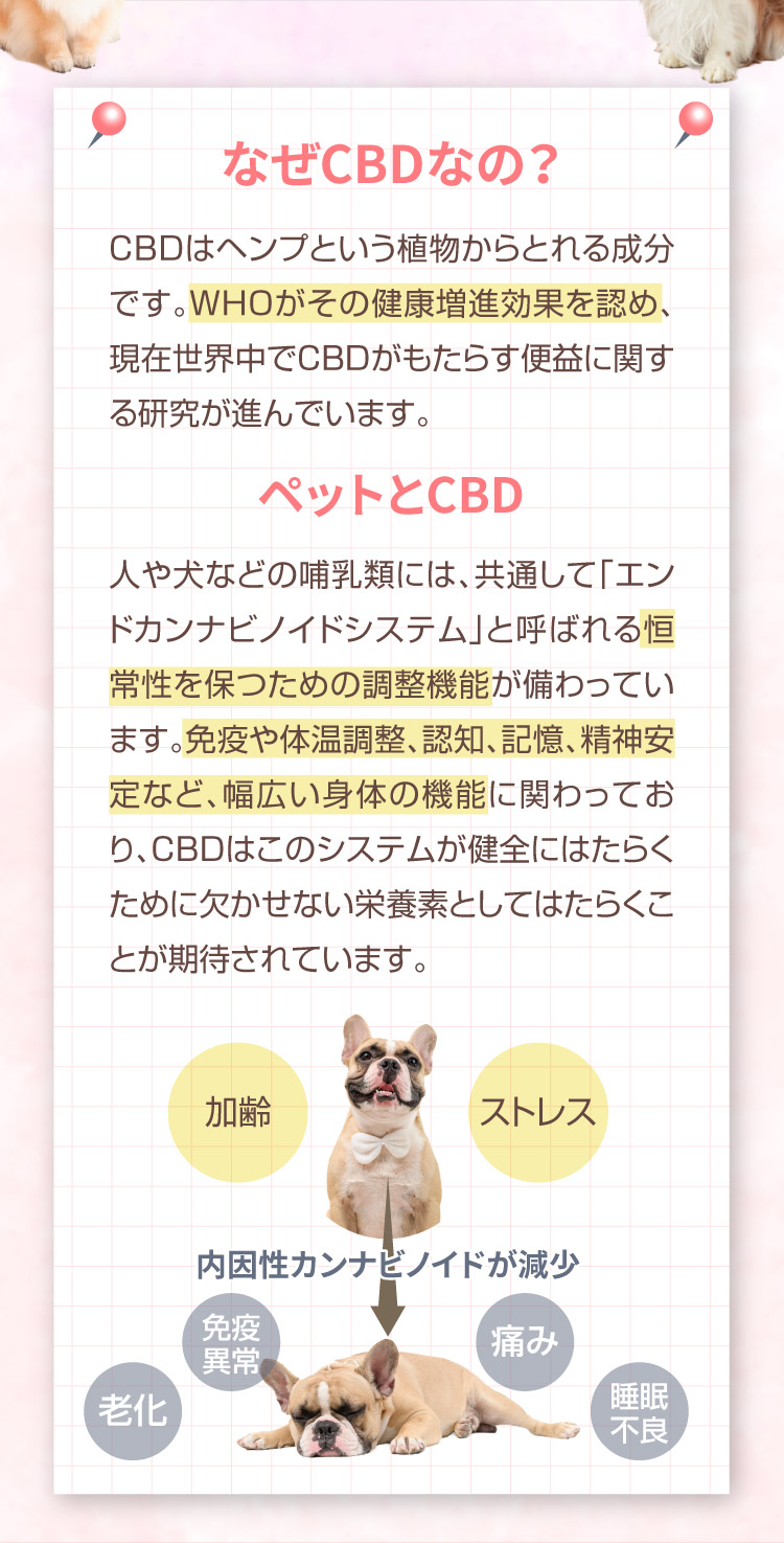 なぜCBDなの M&Ns(エムアンドエヌズ）CBD ペット用 オイル 犬用 100mg CBDオイル ペットグッズ ペットフード ドッグフード アイソレート 犬 猫 動物 カンナビジオール リラックス ストレス 健康 ペット用品 国内製造 国産 介護用品 介護 夜泣き 老犬 ケア 関節 車酔い てんかん 健康 分離不安 シニア犬 関節　mctオイル お試し