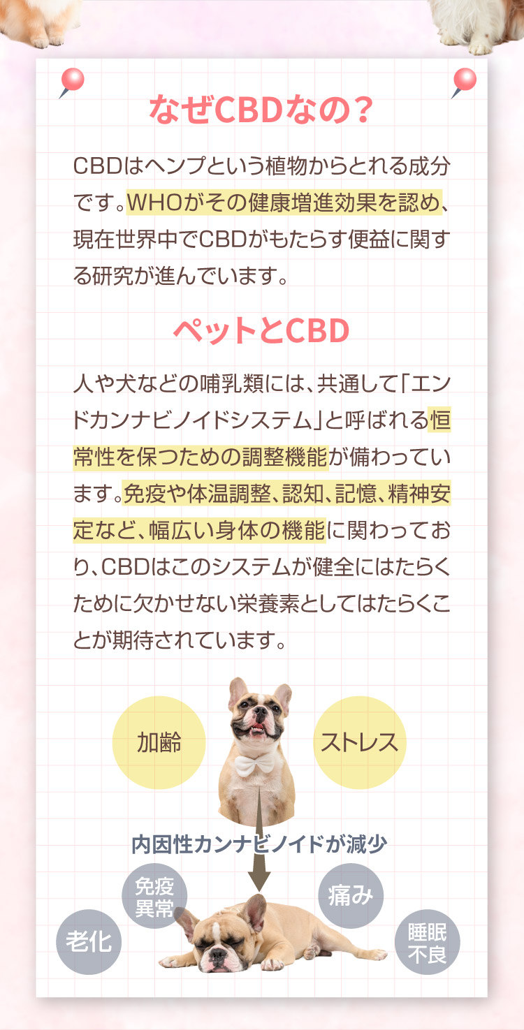 なぜCBDなの M&Ns(エムアンドエヌズ）CBD ペット用 オイル 犬用 100mg CBDオイル ペットグッズ ペットフード ドッグフード アイソレート 犬 猫 動物 カンナビジオール リラックス ストレス 健康 ペット用品 国内製造 国産 介護用品 介護 夜泣き 老犬 ケア 関節 車酔い てんかん 健康 分離不安 シニア犬 関節　mctオイル お試し