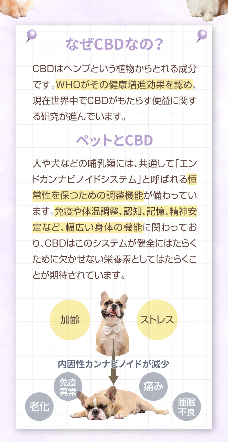 なぜCBDなの M&Ns(エムアンドエヌズ）CBD ペット用 オイル 犬用 100mg CBDオイル ペットグッズ ペットフード ドッグフード アイソレート 犬 猫 動物 カンナビジオール リラックス ストレス 健康 ペット用品 国内製造 国産 介護用品 介護 夜泣き 老犬 ケア 関節 車酔い てんかん 健康 分離不安 シニア犬 関節　mctオイル お試し